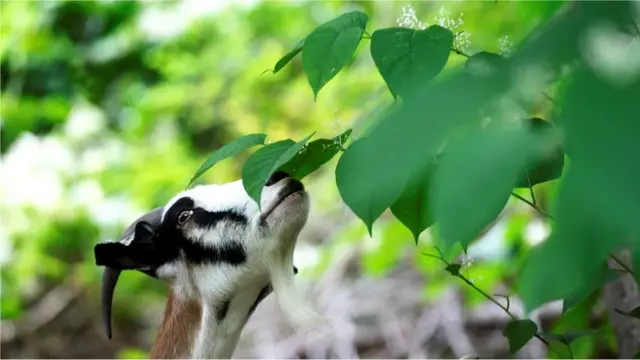 Dans les endroits où il n'est pas possible de la contrôler avec des produits chimiques ou de la déterrer, la renouée du Japon est parfois maintenue en échec par des animaux de pâturage.