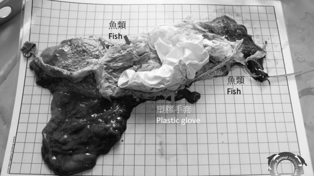 其中一隻龜解剖後發現完整手套。