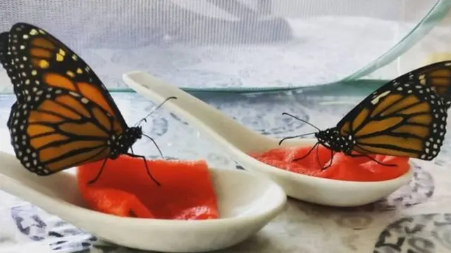 ਤਿਤਲੀਆਂ ਦਾ ਖਾਣਾ