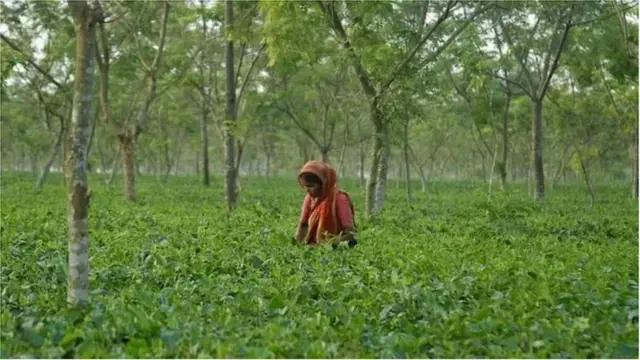 পঞ্চগড়ের চা বাগান।