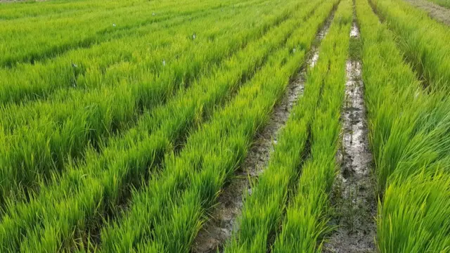 মাসখানেকের মধ্যেই নতুন ফসল উঠতে শুরু করবে