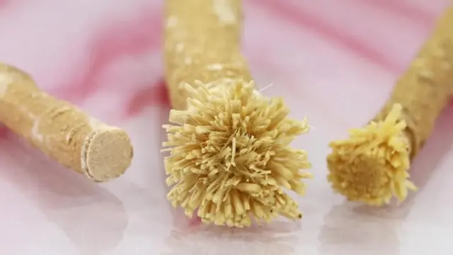 Le miswak, provenant d'arbres tels que Salvadora persica, est utilisé depuis des millénaires pour aider à garder les dents propres.