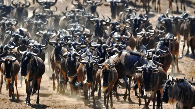 Ibikoko vya wildebeest biriko birimukira biva muri Kenya bija muri Tanzania