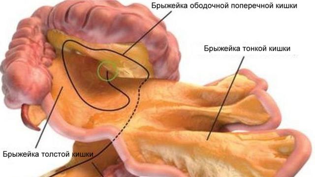 Стоковые фотографии по запросу Кишечник