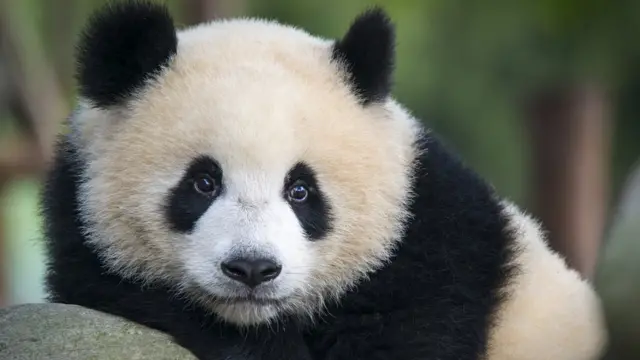 Oso panda.