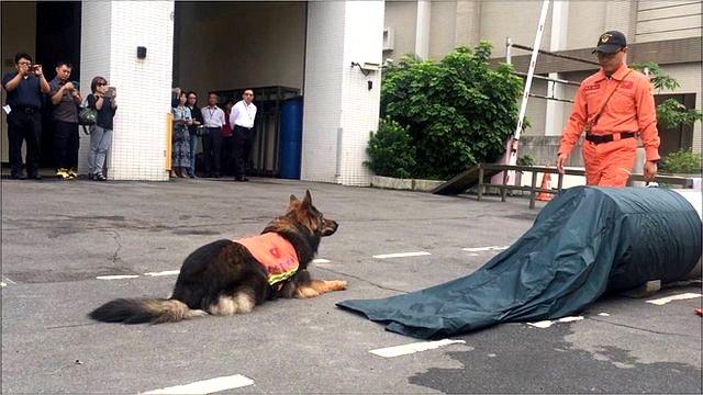 在921地震之後，台灣從國外引進搜救犬，協助尋被埋在瓦礫堆中的生還者或者是死難者。