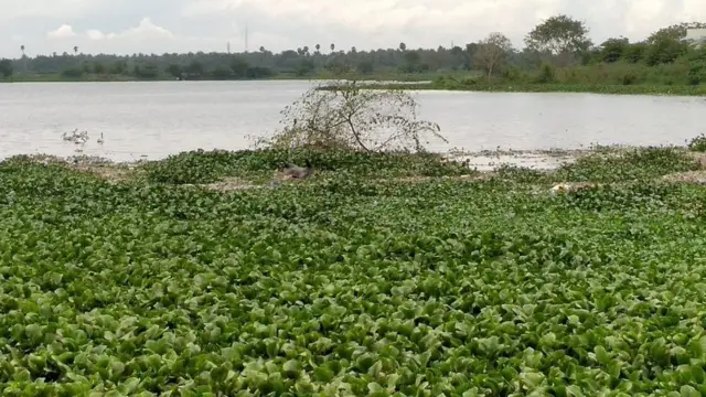 பூச்சியினம்