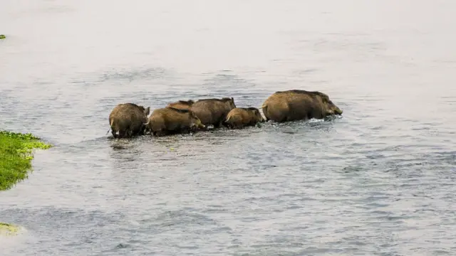 Familia de cerdos salvajes cruzando el río Rapti en el Parque Nacional de Chitwan de Nepal.