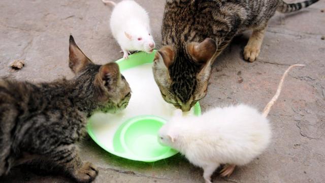 猫鼠一起进食
