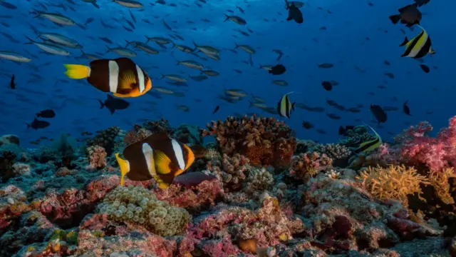 شعاب مرجانية وأسماك شقائق النعمان في جزر المالديف بالمحيط الهندي