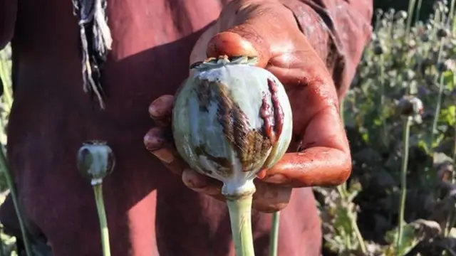 نبات الخشخاش