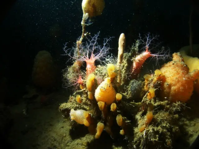 На малых глубинах выживать трудно из-за постоянного движения огромных айсбергов. А вот глубже жить уже проще