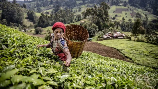 Obinrin kan n ṣiṣe ninu oko tea lorileede Kenya