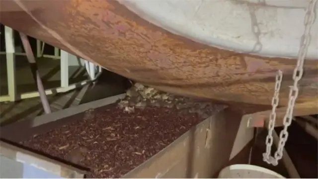Ratones en un granero de Australia