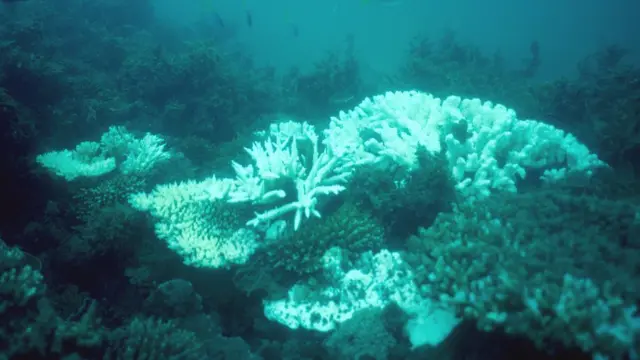 பவளப் பாறை