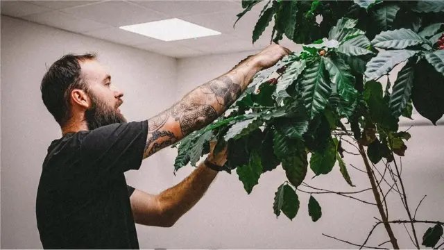 영국 데본에 있는 '로스트웍스 커피'의 로스터리 매니저인 잭 크로커가 공장에서 커피 나무를 살펴보고 있다