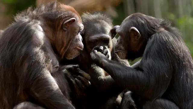 Приматы не наказывают друг друга за воровство, хотя могут агрессивно отреагировать