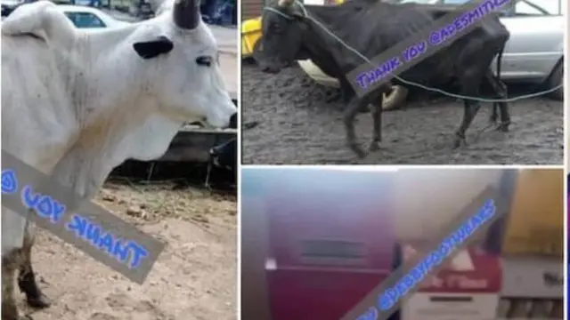 Maalu meji ati ọti waini ti wọn fun Iyabo Ojo