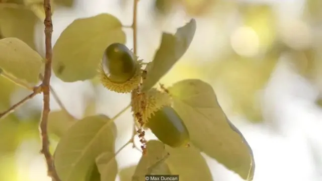 વિશ્વનું સૌથી મોંઘુ માંસ