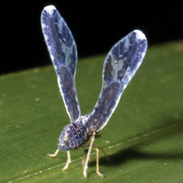 பூச்சிகளை அழிக்காதீர்கள்; நேசியுங்கள்