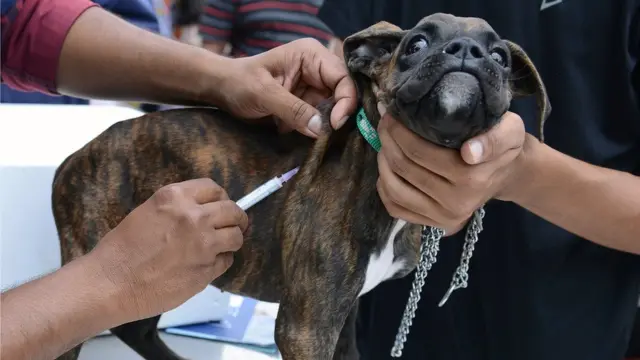 โรคพิษสุนัขบ้า ที่กำลังระบาดตอนนี้