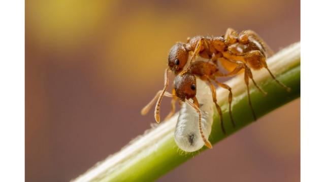 Las hormigas llevan sus larvas.