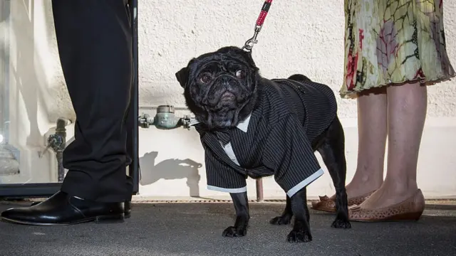 французький бульдог