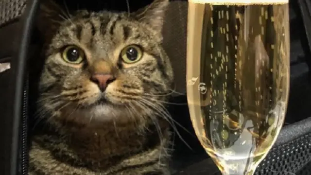 kucing milik Mikhail Galin