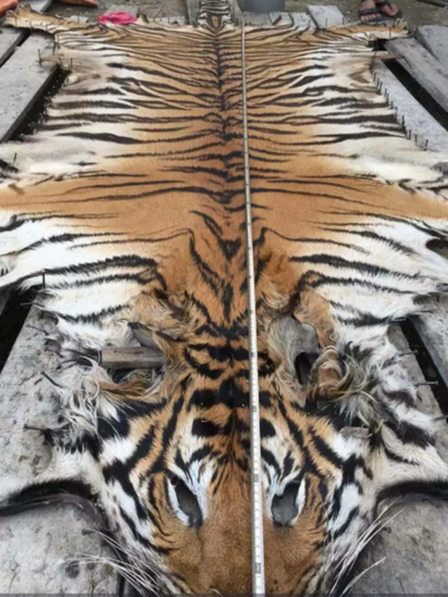 Tiger skin