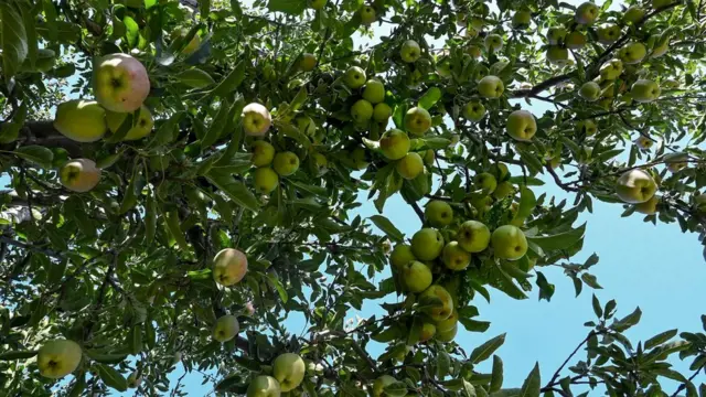 কাশ্মীরে এবার আপেলের বাম্পার ফলন হয়েছিল। শোপিয়ানের একটি আপেল বাগানে