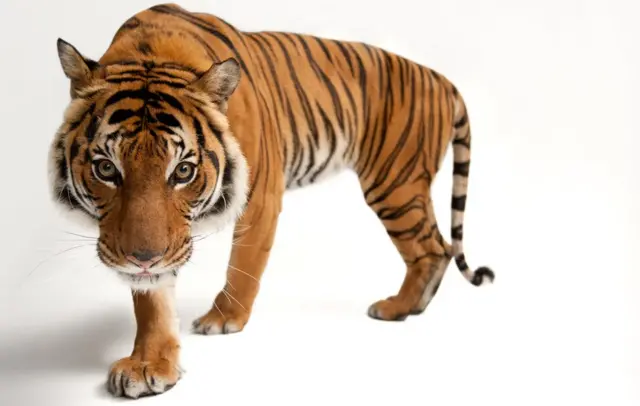 Malayan tiger (c) Joel Sartore