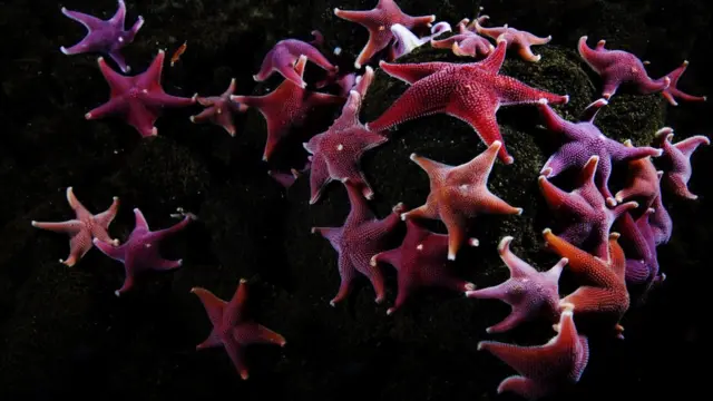 Ross Sea