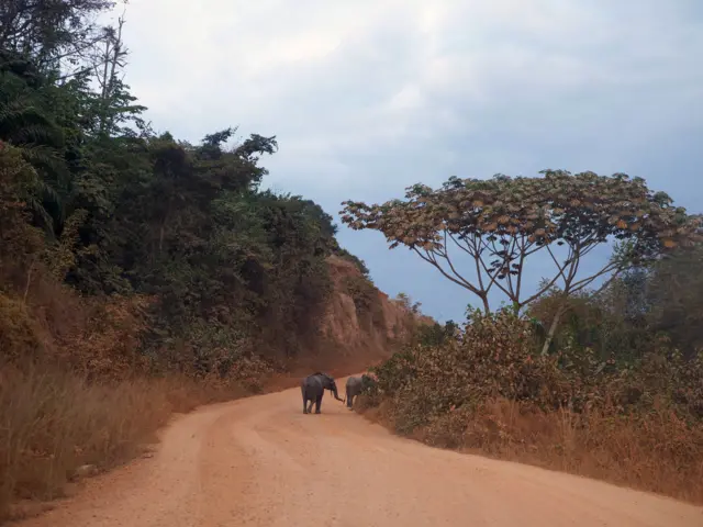 Диких животных в Габоне можно встретить прямо на дороге