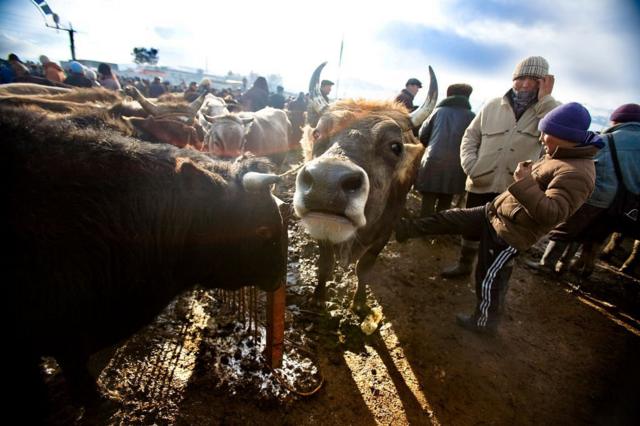 畜牧业是吉尔吉斯斯坦的重要产业。
