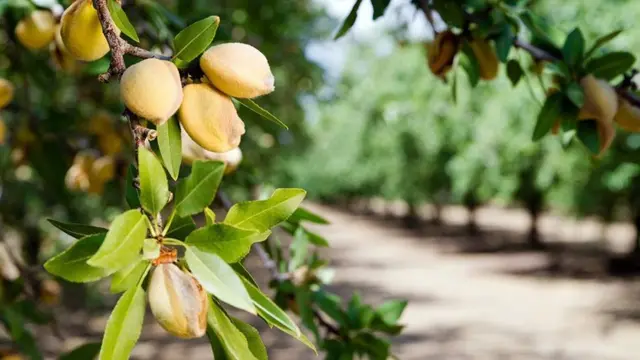 تناقص أعداد النحل يهدد إمدادات الغذاء العالمية