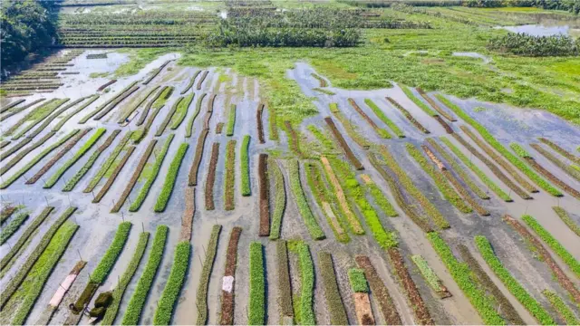 Bangladesh's remarkable floating gardens rise and fall with the swelling waters