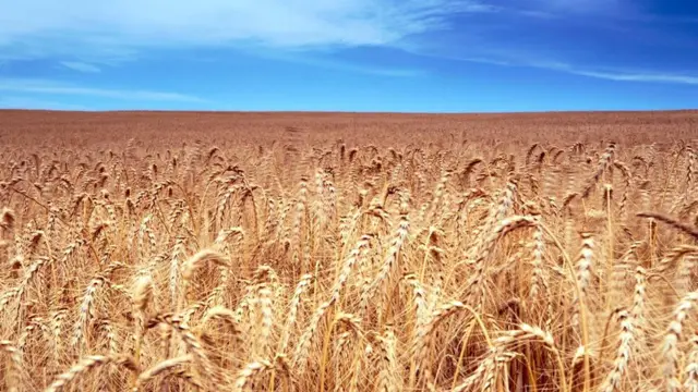 Во время своего первого дежавю Пэт Лонг оказался посреди поля золотистой пшеницы