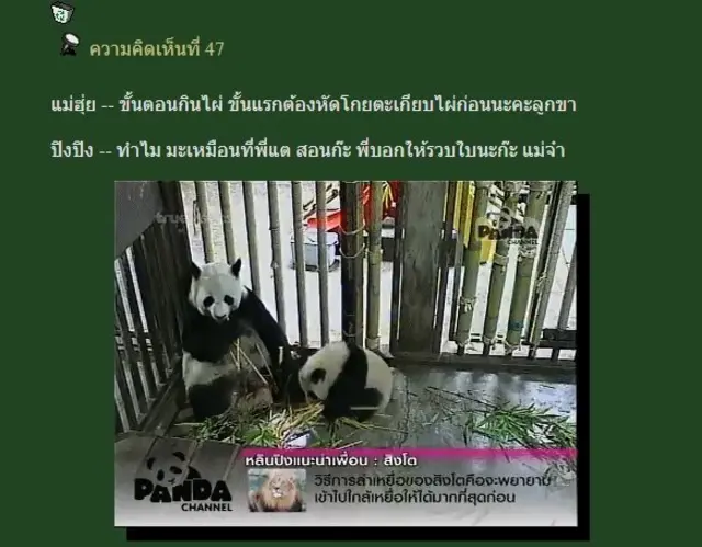 แพนด้า ช่วงช่วง หลินฮุ่ย