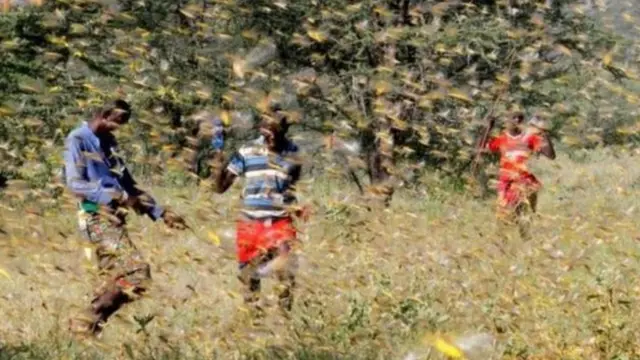 Byibazwa ko izo nzige zageze muri Afurika y'uburasirazuba zivuye muri Yemen mu mezi atatu ashize