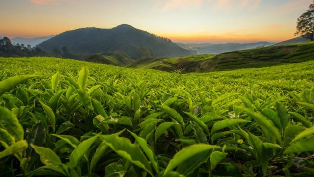 Plantation de thé dans les hautes terres de Cameron, Malaisie, au lever du soleil.