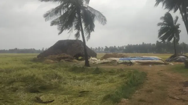 తుపాన్ తాకిడి కి నేల పాలయిన వరి