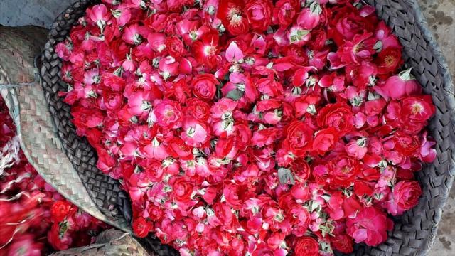پاکستان میں گلابوں کی پیداوار کی صنعت: سُرخ گلابوں کا کھیتوں سے درگاہ ...