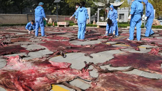 China, pieles de burro