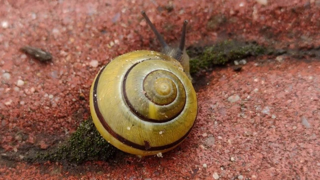 หอยทาก Cepaea nemoralis ในสภาพแวดล้อมตามธรรมชาติ