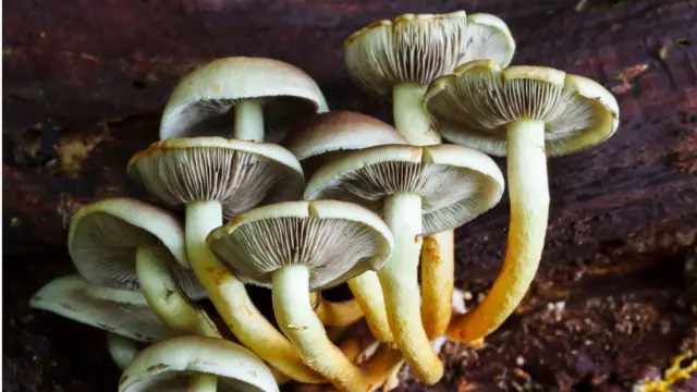 લોકો મશરૂમનો ઉપયોગ સ્ટાર્ટરની જેમ કરે છે