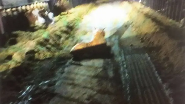 రైతు పోలీసులకు పంపిన పులి ఫొటో