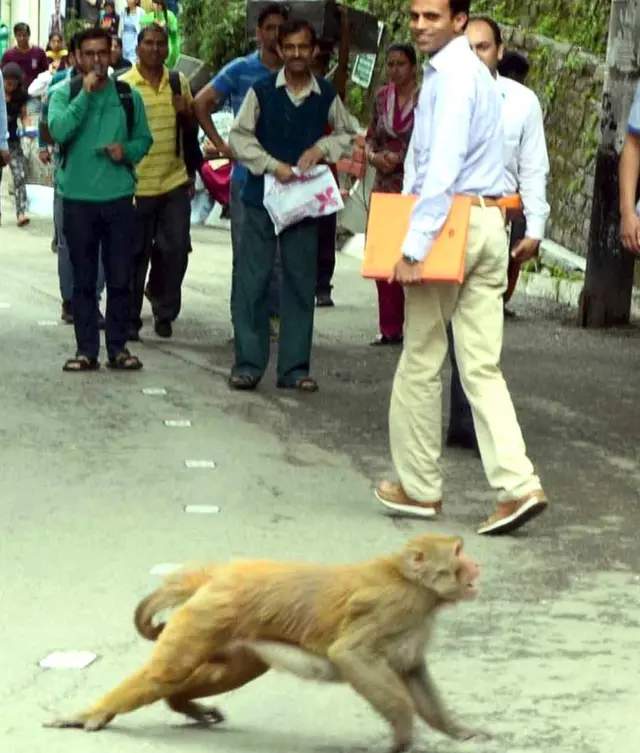 बंदर, हिमाचल प्रदेश, शिमला