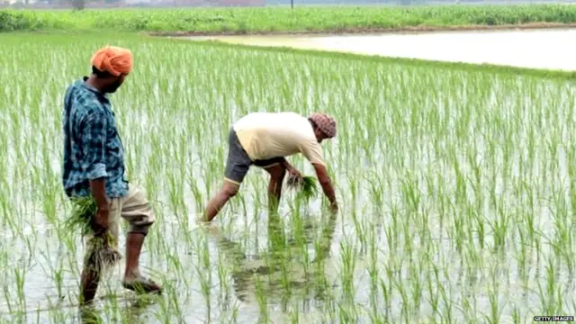 ਕਿਸਾਨ ਖੁਦੁਸ਼ੀਆਂ