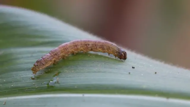 සේනා දළඹුව