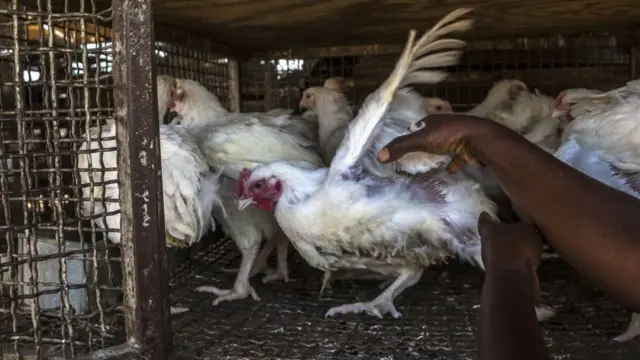 கோழி இறைச்சியால் பரவும் கொரோனா - காவல் துறையினர் நடவடிக்கை